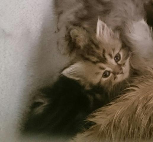 ペルシャ・ヒマラヤン