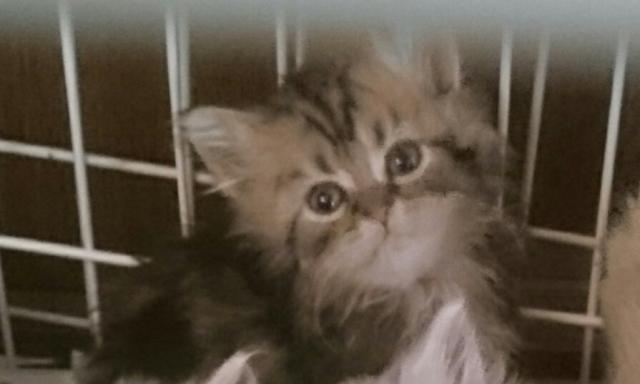 ペルシャ・ヒマラヤン