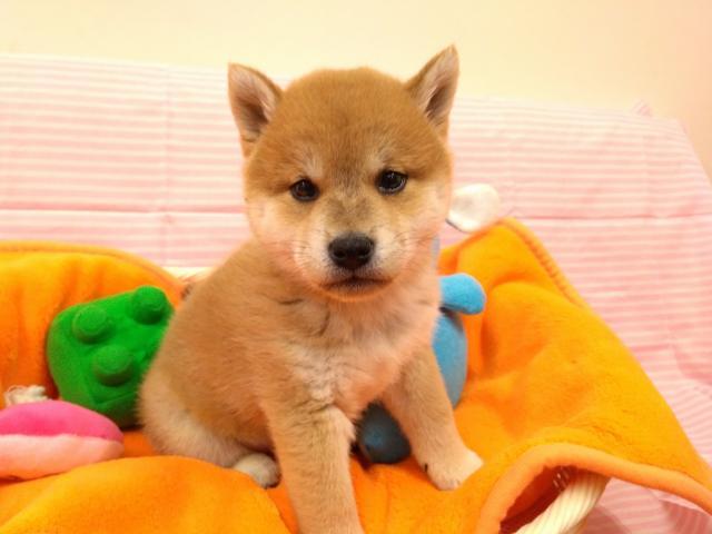 柴犬