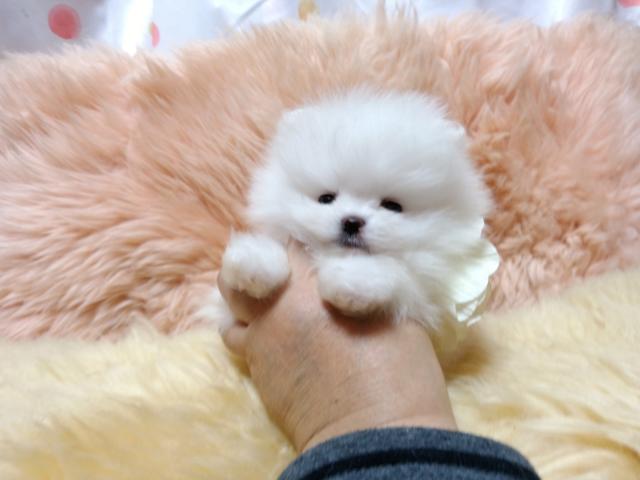 ポメラニアン