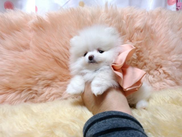 ポメラニアン