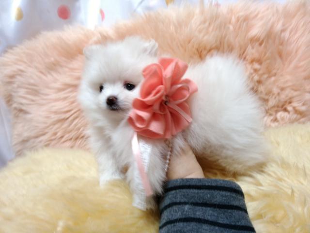 ポメラニアン