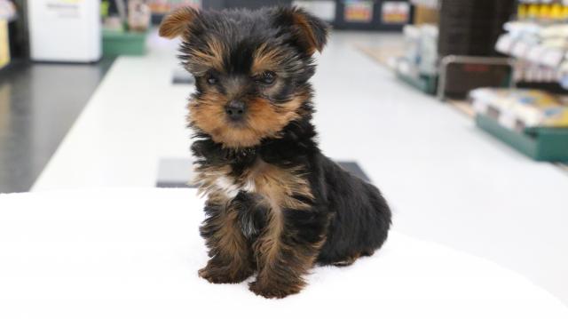 ヨークシャーテリア