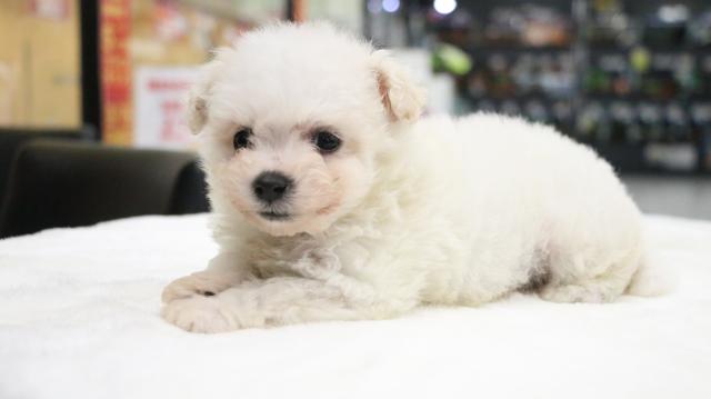 ビションフリーゼ