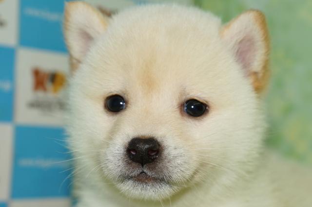 柴犬(18117)