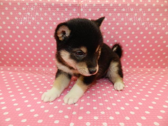 柴犬