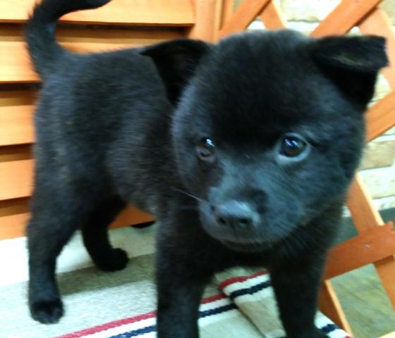 甲斐犬