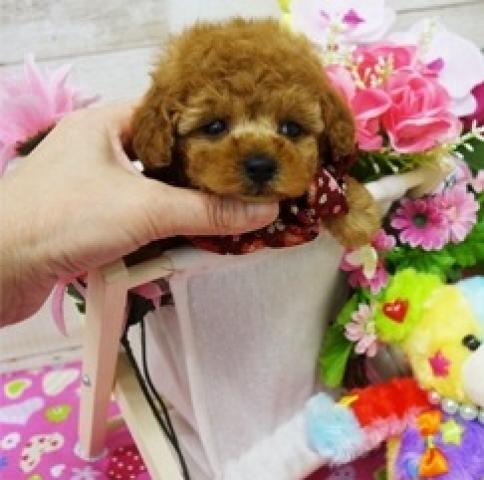 トイプードル