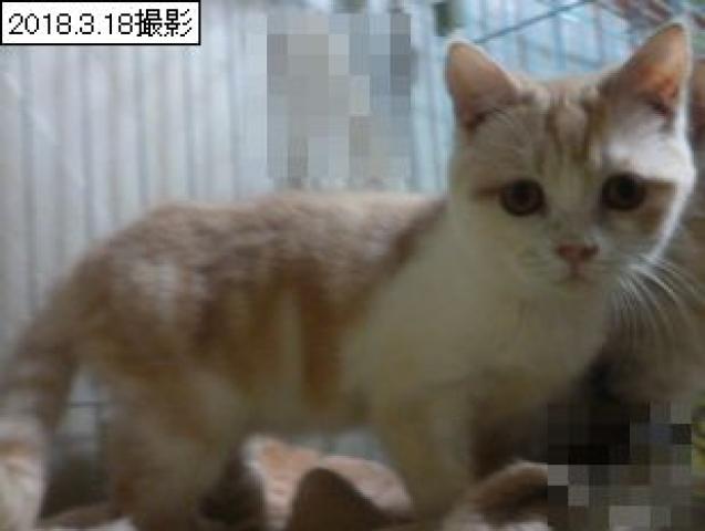 スコティッシュフォールド