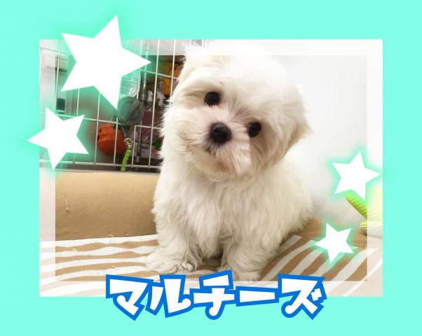 マルチーズ