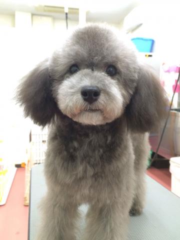 トイプードル