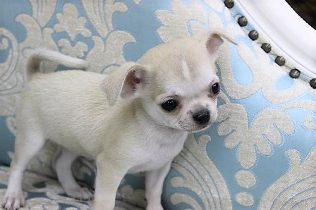 チワワ（スムースコート）