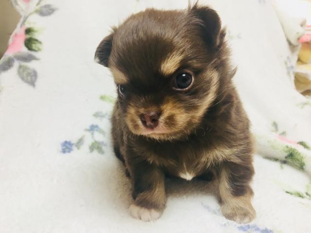 チワワ(ロングコート)