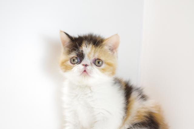 エキゾチックショートヘアー