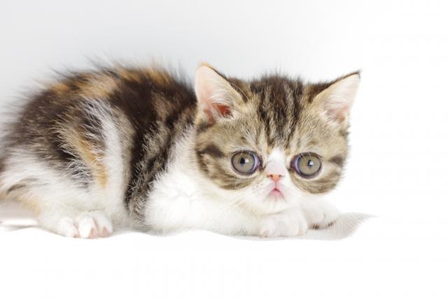 エキゾチックショートヘアー