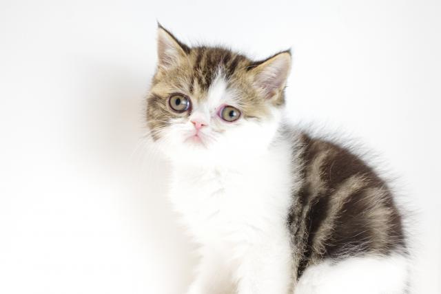 エキゾチックショートヘアー