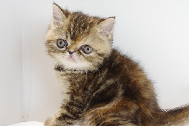 エキゾチックショートヘアー