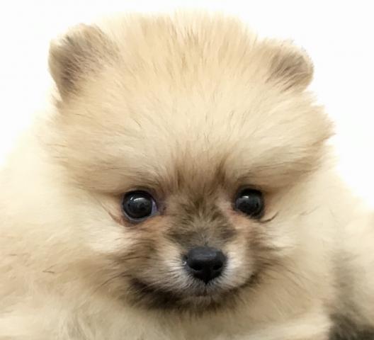 ポメラニアン