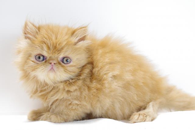 エキゾチックロングヘアー