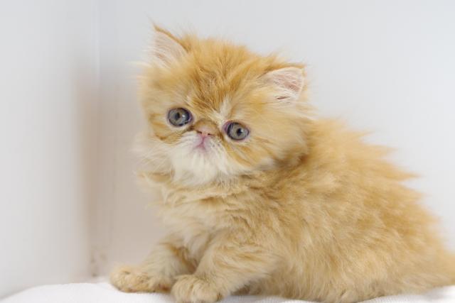 エキゾチックロングヘアー