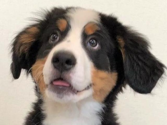 バーニーズマウンテンドッグ