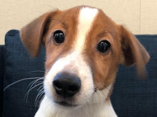 ジャックラッセルテリア