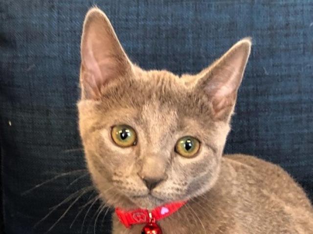 ロシアンブルー