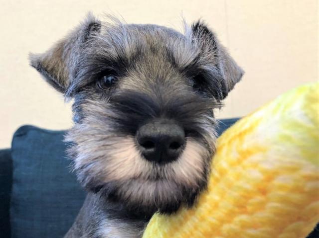 ミニチュアシュナウザー