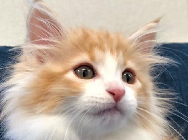 ノルウェージャンフォレストキャット