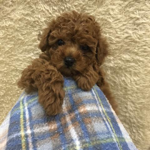 トイプードル