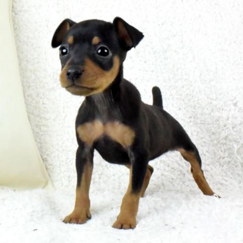 ミニチュアピンシャー