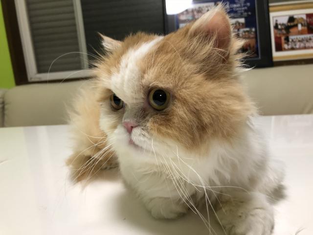 ミヌエット（旧ナポレオン）