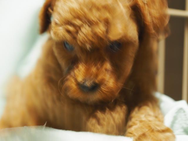 トイプードル