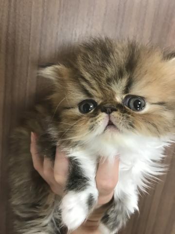 エキゾチックロングヘアー