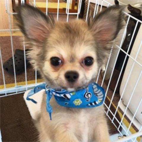 チワワ(ロングコート)