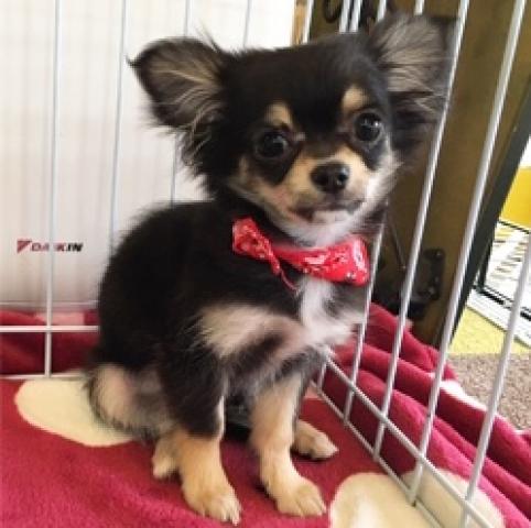 チワワ（ロングコート）