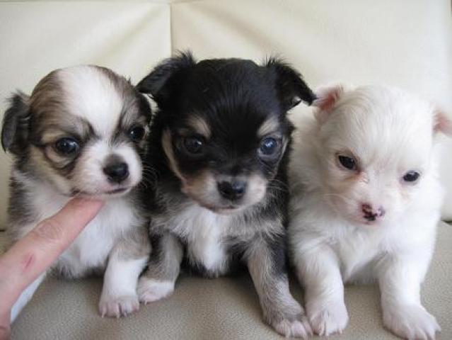 チワワ（ロングコート）