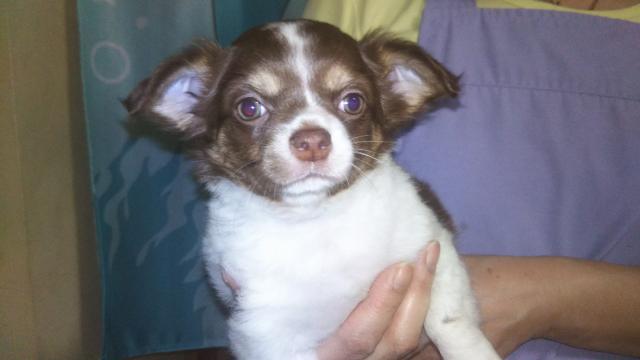 チワワ(ロングコート)