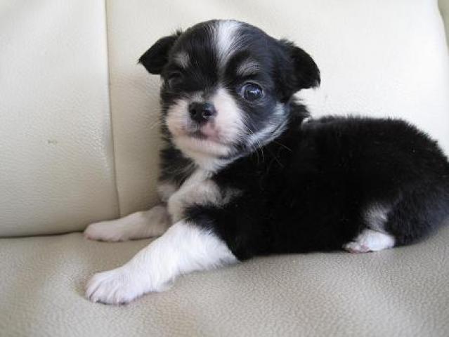 チワワ（ロングコート）