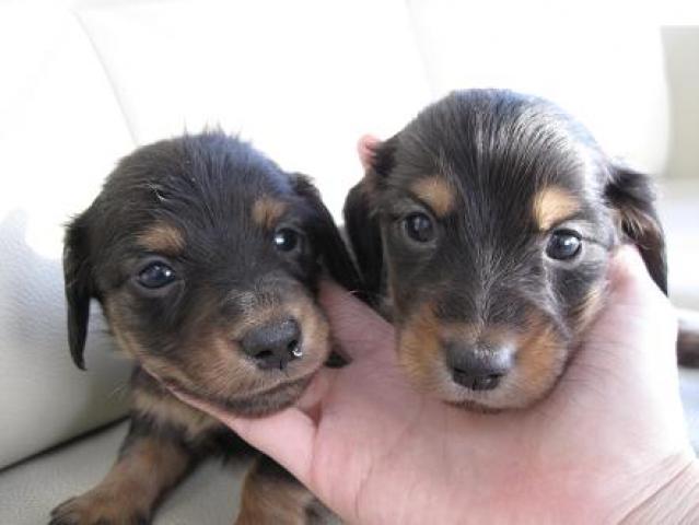 ミニチュアダックスフンド