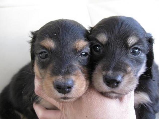 ミニチュアダックスフンド