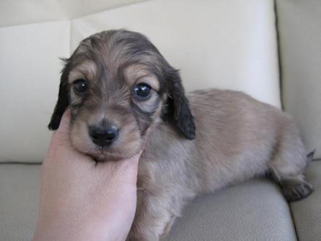 ミニチュアダックスフンド