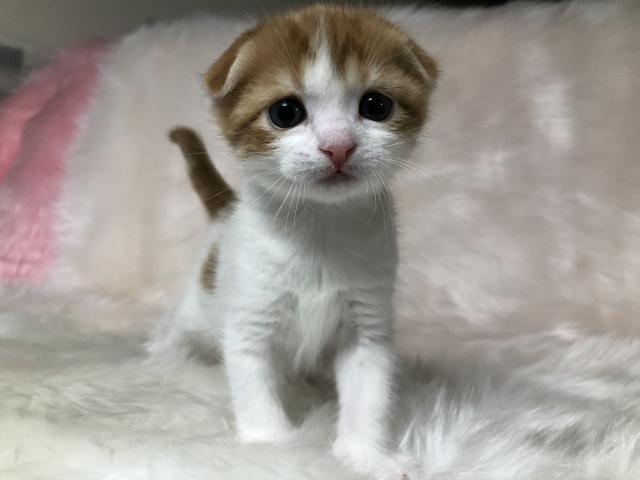 スコティッシュフォールド