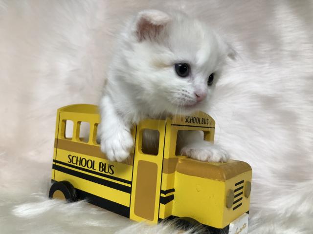 スコティッシュフォールド