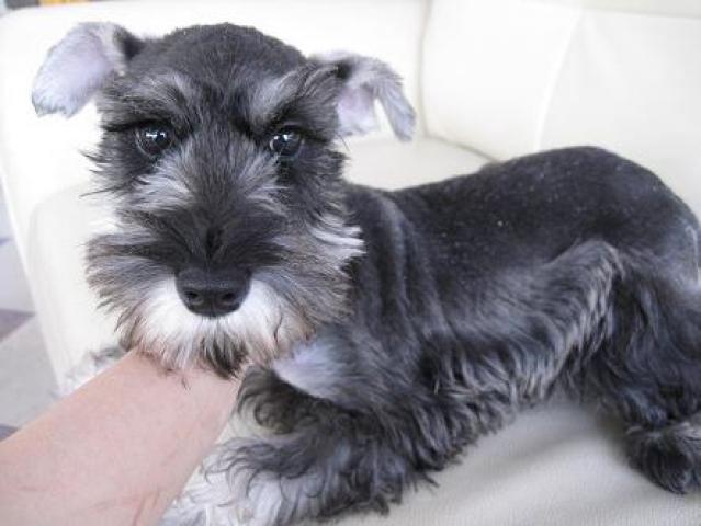 ミニチュアシュナウザー