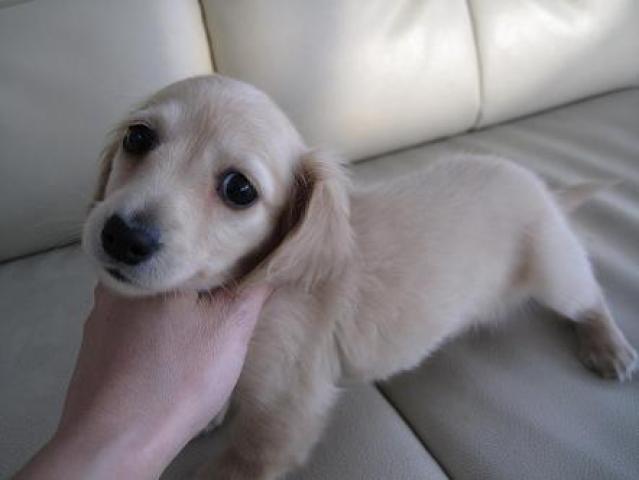 ミニチュアダックスフンド