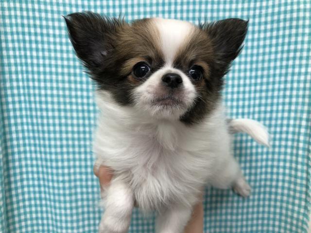 チワワ（ロングコート）