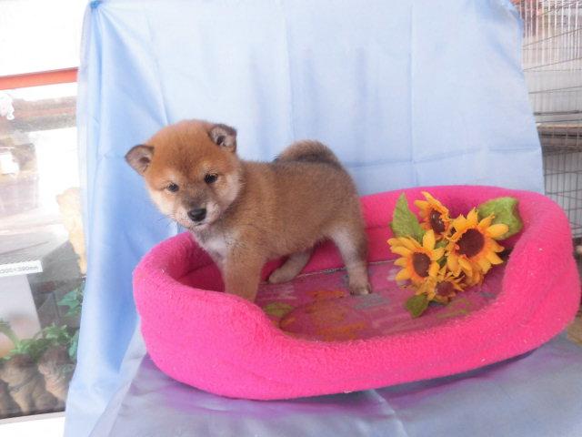 柴犬豆柴