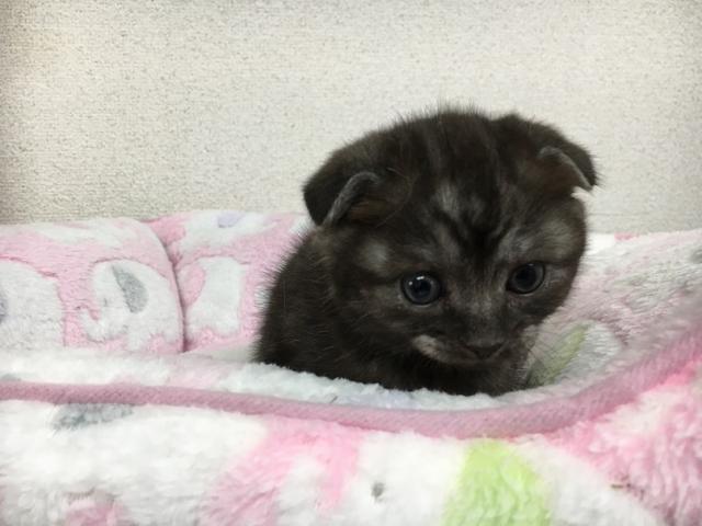 スコティッシュフォールド