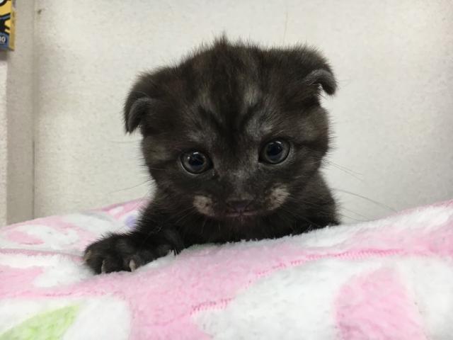 スコティッシュフォールド